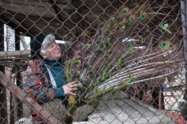 Pasiunea unei femei din Mihail Kogălniceanu: creşte păuni